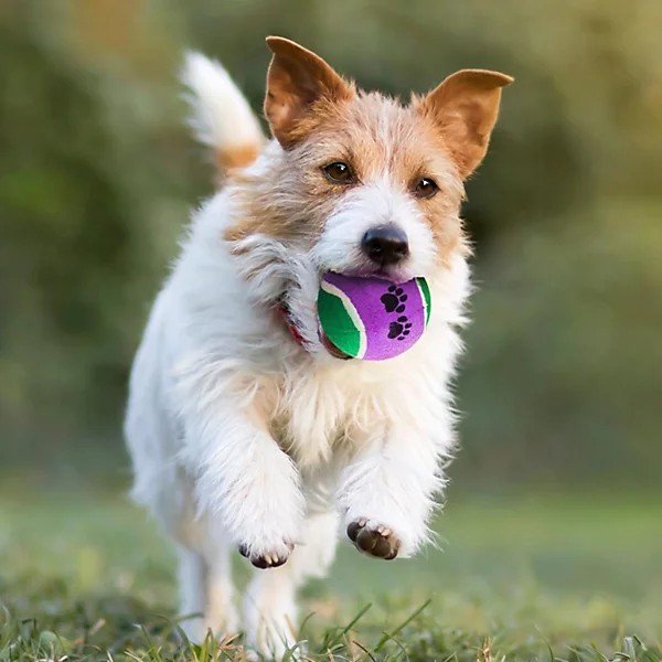 16 Pack Pet Tennis Balls Dog Puppy Fetch Throwing Outdoor Catch Play Training UK