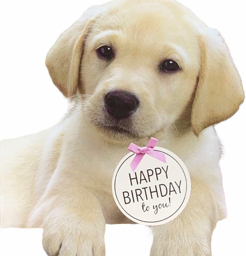 Pack of 8 Mixed Assorted Happy Birthday Pet Cards Greeting Card Cats & Dogs