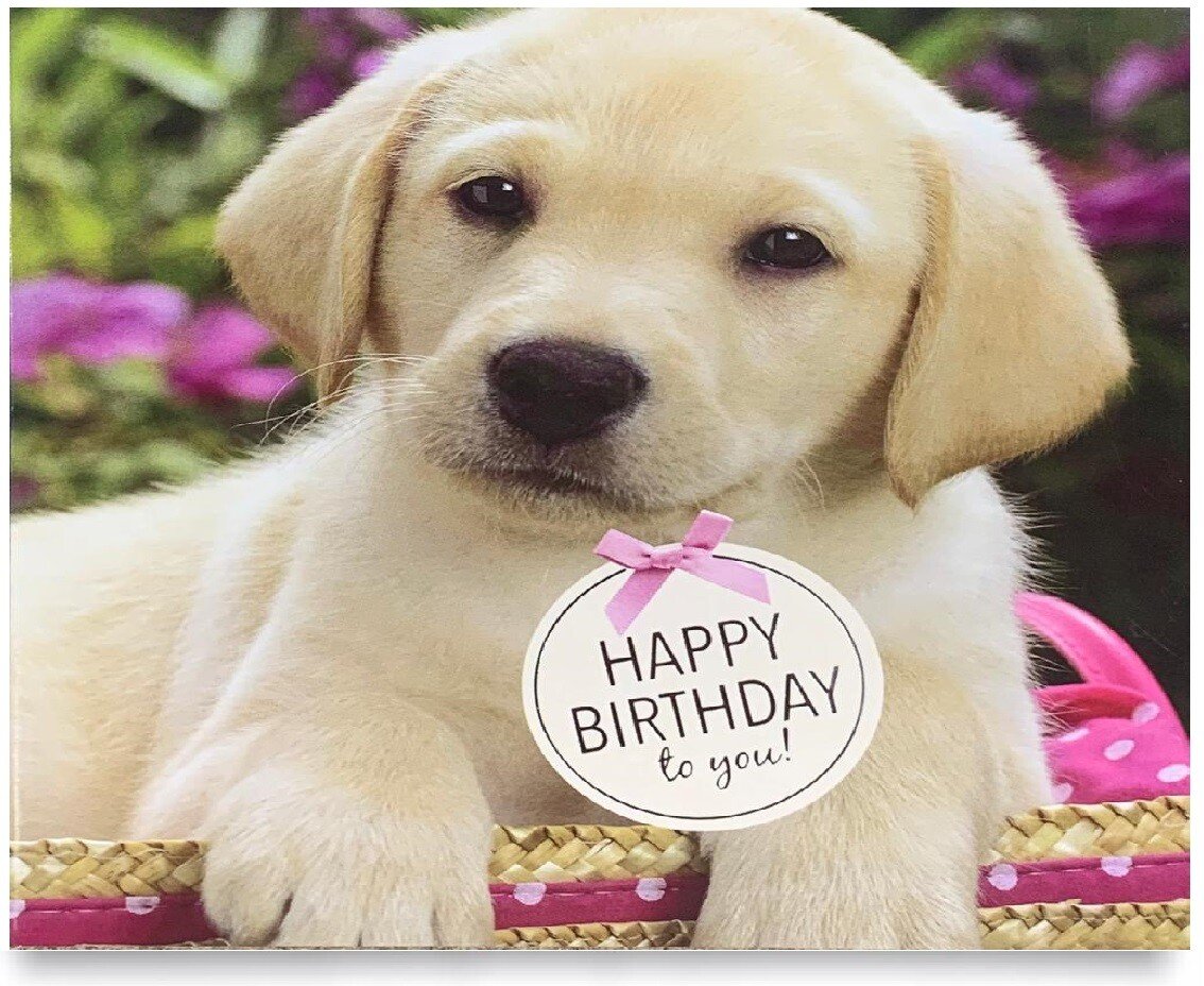 Pack of 8 Mixed Assorted Happy Birthday Pet Cards Greeting Card Cats & Dogs